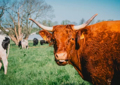 La Ferme de Kergo Bdc Production Plouider Photographe Drone 10