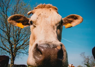 La Ferme de Kergo Bdc Production Plouider Photographe Drone 12