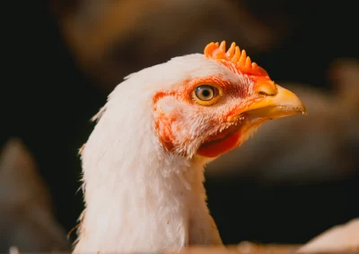 La Ferme de Kergo Bdc Production Plouider Photographe Drone 14