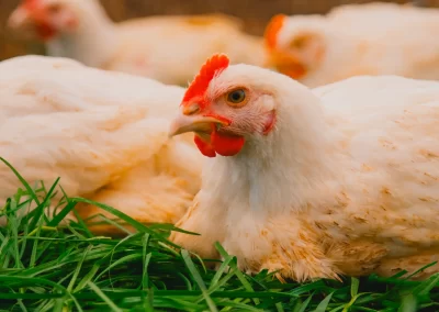 La Ferme de Kergo Bdc Production Plouider Photographe Drone 15