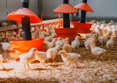 La Ferme de Kergo Bdc Production Plouider Photographe Drone 22