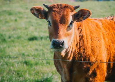 La Ferme de Kergo Bdc Production Plouider Photographe Drone 9